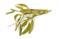 Viscum album, commonly known as European mistletoe, common mistletoe or simply as mistletoe, mistle. Isolated