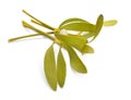 Viscum album, commonly known as European mistletoe, common mistletoe or simply as mistletoe, mistle. Isolated