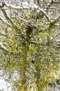 Viscum album or mistletoe with snow Royalty Free Stock Photo