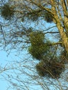 Viscum Album in a tree