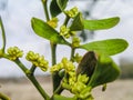 Viscum Green flowers with leaves . Blossoming mistletoe on branches in spring outdoor. Collection of medicinal plants during