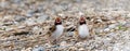 Visdief, Common Tern, Sterna hirundo