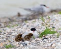 Visdief, Common Tern, Sterna hirundo Royalty Free Stock Photo