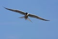 Visdief, Common Tern, Sterna hirundo Royalty Free Stock Photo