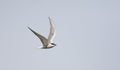 Visdief, (Siberian) Common Tern, Sterna hirundo longipennis Royalty Free Stock Photo