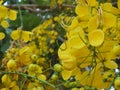 Vishu flowers or April flowers