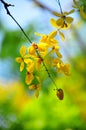 Vishu Konna / Cassia fistula Royalty Free Stock Photo