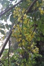 Vishu konna tree Royalty Free Stock Photo
