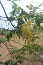 Vishu konna tree Royalty Free Stock Photo