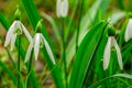 Visibaba in a beech forest, spring Royalty Free Stock Photo