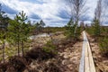 visible around small swamp trees - pines, birches