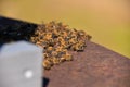 Honey bees in front of an bee hive