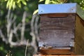 Honey bees in front of an bee hive