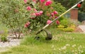 Mowing grass in the garden with a petrol brushcutter.