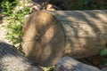 Visible cut of a tree with annual rings