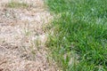 Visible distinction between healthy lawn and chemical burned grass.