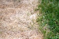 Visible distinction between healthy lawn and chemical burned grass.