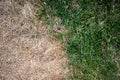 Visible distinction between healthy lawn and chemical burned grass.