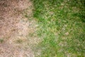 Visible distinction between healthy lawn and chemical burned grass.