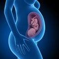 Visible fetus - week 39 Royalty Free Stock Photo