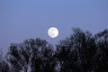 Visible large full Moon on clear sky background rising above dense tree silhouettes at local forest Royalty Free Stock Photo