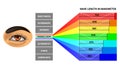 Visible light spectrum. Color waves length perceived by human eye. Rainbow electromagnetic waves. Educational school