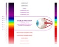 Visible Light Spectrum Infographics Royalty Free Stock Photo