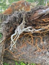 Visible roots on a fallen tree Royalty Free Stock Photo