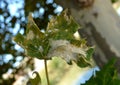 The Visible Signs of Sick Tree Royalty Free Stock Photo