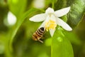 Visible spiracle of the Honey bee collecting pollen