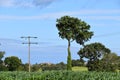 Tree in a corn field Royalty Free Stock Photo