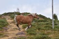 Wild free-range horses with nature as background