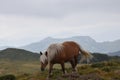 Wild free-range horses with nature as background