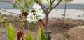 Cherry blossom in September 2018, with its white petals.