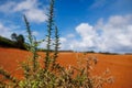 Visit Azores, Santa Maria island, desert area in Portugal