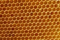 Honeycombs with honey in it Royalty Free Stock Photo