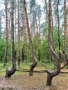 Visit Crooked Forest on your trip to Gryfino or Poland Royalty Free Stock Photo