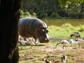 Emerging Hippo Royalty Free Stock Photo