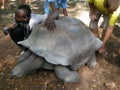 Kenyan Turtle Royalty Free Stock Photo