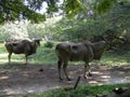 Water Buffalo Au Natural Royalty Free Stock Photo