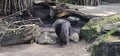 A porcupine (Hystricidae) in a zoo and animal park