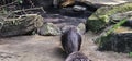 A porcupine (Hystricidae) in a zoo and animal park Royalty Free Stock Photo