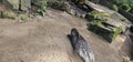 A porcupine (Hystricidae) in a zoo and animal park Royalty Free Stock Photo