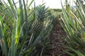 Visit the pineapple garden in the morning