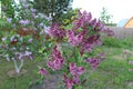 Lilac trees in old village Royalty Free Stock Photo