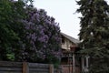 Lilac trees in old village Royalty Free Stock Photo