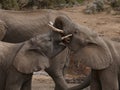 Addo Elephants Challenging Each Other Royalty Free Stock Photo