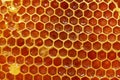 A visit to the beekeeper - honeycombs Royalty Free Stock Photo