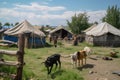 visit to nomadic settlement, with tents and animals in the background