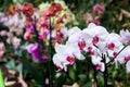 Visit to Utopia Orchid Park Royalty Free Stock Photo